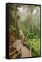 The Mossy Forest, Gunung Brinchang, Cameron Highlands, Pahang, Malaysia, Southeast Asia, Asia-Jochen Schlenker-Framed Stretched Canvas