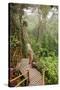 The Mossy Forest, Gunung Brinchang, Cameron Highlands, Pahang, Malaysia, Southeast Asia, Asia-Jochen Schlenker-Stretched Canvas