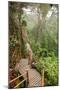 The Mossy Forest, Gunung Brinchang, Cameron Highlands, Pahang, Malaysia, Southeast Asia, Asia-Jochen Schlenker-Mounted Premium Photographic Print