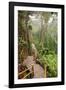 The Mossy Forest, Gunung Brinchang, Cameron Highlands, Pahang, Malaysia, Southeast Asia, Asia-Jochen Schlenker-Framed Photographic Print