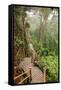 The Mossy Forest, Gunung Brinchang, Cameron Highlands, Pahang, Malaysia, Southeast Asia, Asia-Jochen Schlenker-Framed Stretched Canvas