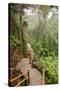 The Mossy Forest, Gunung Brinchang, Cameron Highlands, Pahang, Malaysia, Southeast Asia, Asia-Jochen Schlenker-Stretched Canvas