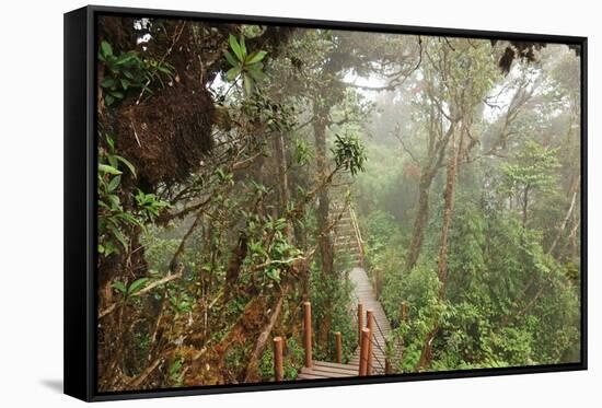 The Mossy Forest, Gunung Brinchang, Cameron Highlands, Pahang, Malaysia, Southeast Asia, Asia-Jochen Schlenker-Framed Stretched Canvas