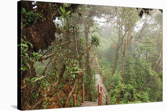 The Mossy Forest, Gunung Brinchang, Cameron Highlands, Pahang, Malaysia, Southeast Asia, Asia-Jochen Schlenker-Stretched Canvas