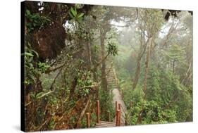 The Mossy Forest, Gunung Brinchang, Cameron Highlands, Pahang, Malaysia, Southeast Asia, Asia-Jochen Schlenker-Stretched Canvas