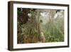 The Mossy Forest, Gunung Brinchang, Cameron Highlands, Pahang, Malaysia, Southeast Asia, Asia-Jochen Schlenker-Framed Photographic Print