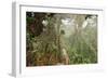 The Mossy Forest, Gunung Brinchang, Cameron Highlands, Pahang, Malaysia, Southeast Asia, Asia-Jochen Schlenker-Framed Photographic Print