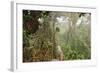 The Mossy Forest, Gunung Brinchang, Cameron Highlands, Pahang, Malaysia, Southeast Asia, Asia-Jochen Schlenker-Framed Photographic Print