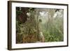 The Mossy Forest, Gunung Brinchang, Cameron Highlands, Pahang, Malaysia, Southeast Asia, Asia-Jochen Schlenker-Framed Photographic Print