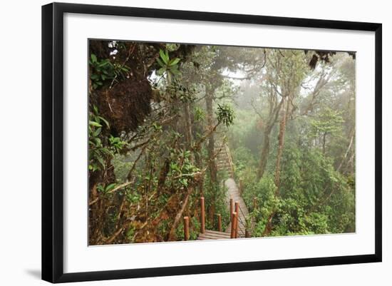 The Mossy Forest, Gunung Brinchang, Cameron Highlands, Pahang, Malaysia, Southeast Asia, Asia-Jochen Schlenker-Framed Photographic Print