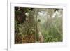 The Mossy Forest, Gunung Brinchang, Cameron Highlands, Pahang, Malaysia, Southeast Asia, Asia-Jochen Schlenker-Framed Photographic Print