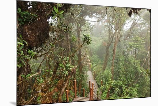 The Mossy Forest, Gunung Brinchang, Cameron Highlands, Pahang, Malaysia, Southeast Asia, Asia-Jochen Schlenker-Mounted Photographic Print