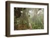 The Mossy Forest, Gunung Brinchang, Cameron Highlands, Pahang, Malaysia, Southeast Asia, Asia-Jochen Schlenker-Framed Photographic Print