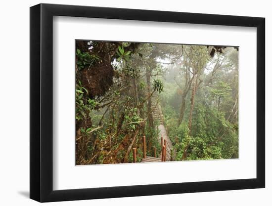 The Mossy Forest, Gunung Brinchang, Cameron Highlands, Pahang, Malaysia, Southeast Asia, Asia-Jochen Schlenker-Framed Photographic Print