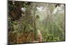 The Mossy Forest, Gunung Brinchang, Cameron Highlands, Pahang, Malaysia, Southeast Asia, Asia-Jochen Schlenker-Mounted Photographic Print