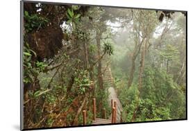 The Mossy Forest, Gunung Brinchang, Cameron Highlands, Pahang, Malaysia, Southeast Asia, Asia-Jochen Schlenker-Mounted Photographic Print