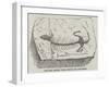 The Most Ancient Fossil Reptile Yet Discovered-null-Framed Giclee Print