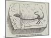 The Most Ancient Fossil Reptile Yet Discovered-null-Mounted Giclee Print