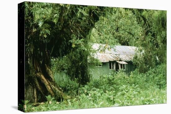The Mountain Gorilla Story Diane Fossey's House-null-Stretched Canvas