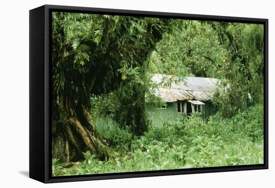 The Mountain Gorilla Story Diane Fossey's House-null-Framed Stretched Canvas