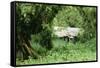 The Mountain Gorilla Story Diane Fossey's House-null-Framed Stretched Canvas