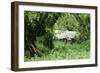 The Mountain Gorilla Story Diane Fossey's House-null-Framed Premium Photographic Print