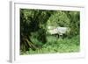 The Mountain Gorilla Story Diane Fossey's House-null-Framed Photographic Print