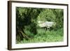 The Mountain Gorilla Story Diane Fossey's House-null-Framed Photographic Print