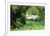 The Mountain Gorilla Story Diane Fossey's House-null-Framed Photographic Print