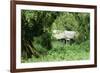 The Mountain Gorilla Story Diane Fossey's House-null-Framed Photographic Print