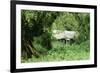 The Mountain Gorilla Story Diane Fossey's House-null-Framed Photographic Print