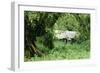 The Mountain Gorilla Story Diane Fossey's House-null-Framed Photographic Print