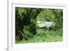 The Mountain Gorilla Story Diane Fossey's House-null-Framed Photographic Print