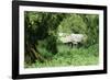 The Mountain Gorilla Story Diane Fossey's House-null-Framed Photographic Print