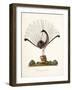 The Mountain Pheasant (Lyrebird) 1819-Richard Browne-Framed Giclee Print