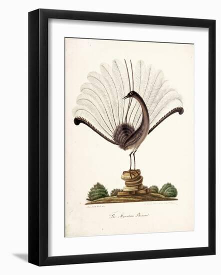 The Mountain Pheasant (Lyrebird) 1819-Richard Browne-Framed Giclee Print