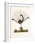 The Mountain Pheasant (Lyrebird) 1819-Richard Browne-Framed Giclee Print