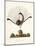 The Mountain Pheasant (Lyrebird) 1819-Richard Browne-Mounted Giclee Print