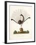 The Mountain Pheasant (Lyrebird) 1819-Richard Browne-Framed Giclee Print