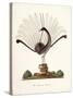 The Mountain Pheasant (Lyrebird) 1819-Richard Browne-Stretched Canvas
