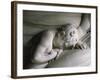 The Mourning of Countess De Haro-Antonio Canova-Framed Giclee Print