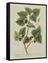 The Mulberry Tree, Plate 126 from 'A Curious Herbal', Published 1782 (Colour Engraving)-Elizabeth Blackwell-Framed Stretched Canvas