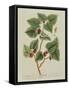 The Mulberry Tree, Plate 126 from 'A Curious Herbal', Published 1782 (Colour Engraving)-Elizabeth Blackwell-Framed Stretched Canvas
