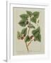 The Mulberry Tree, Plate 126 from 'A Curious Herbal', Published 1782 (Colour Engraving)-Elizabeth Blackwell-Framed Giclee Print