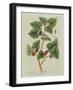 The Mulberry Tree, Plate 126 from 'A Curious Herbal', Published 1782 (Colour Engraving)-Elizabeth Blackwell-Framed Giclee Print