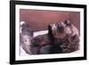 The Mummy of Rameses II, Egypt, 1213 Bc-null-Framed Photographic Print