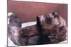 The Mummy of Rameses II, Egypt, 1213 Bc-null-Mounted Photographic Print