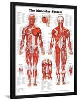 The Muscular System Anatomical Chart Poster Print-null-Lamina Framed Poster