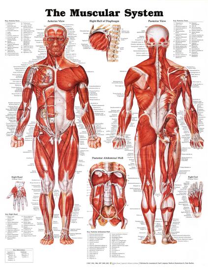 The Muscular System Anatomical Chart Poster Print-null-Lamina Framed Poster