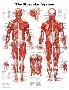 The Muscular System Anatomical Chart Poster Print-null-Lamina Framed Poster